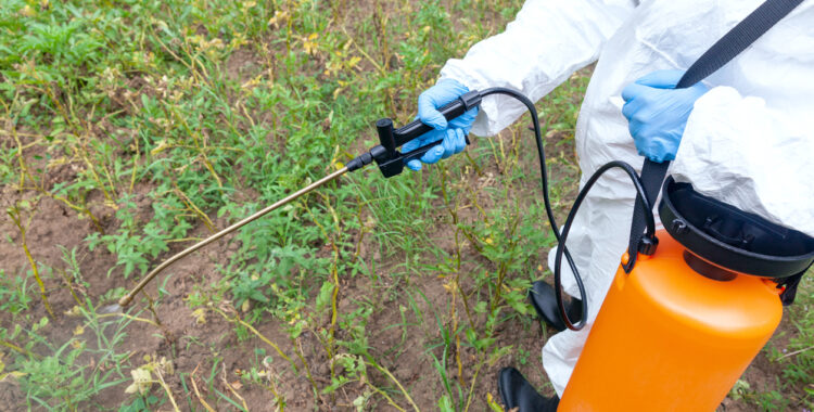 an agricultural worker sprays weeds from an orange spray can with a pump.