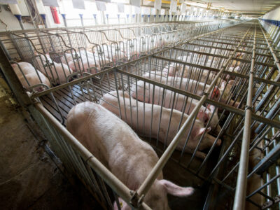 dozens of pigs stand tightly in individual cages at a factory livestock farming operation 