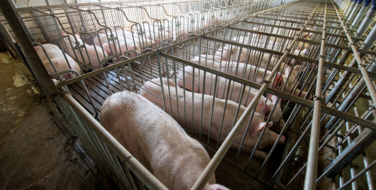 dozens of pigs stand tightly in individual cages at a factory livestock farming operation 