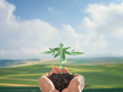 person holding a small hemp plant with the horizon in the background